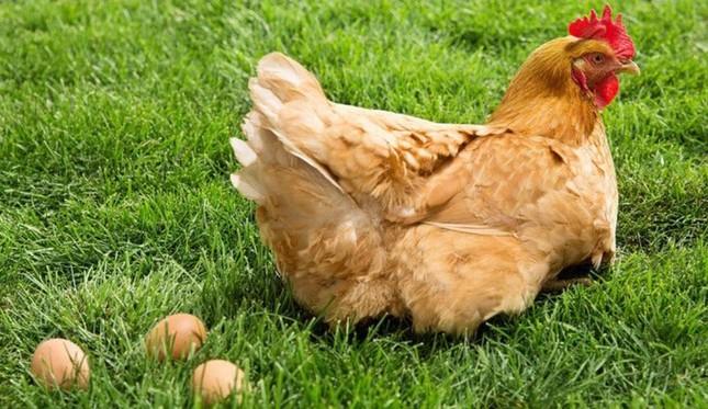 Câu hỏi con gà hay quả trứng có trước cuối cùng đã có lời giải đáp?-2
