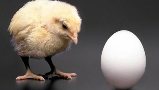 Câu hỏi con gà hay quả trứng có trước cuối cùng đã có lời giải đáp?-3