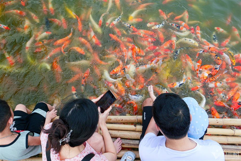 Xuất hiện hồ cá koi 12.000 con mở miễn phí ở Hà Nội, du khách kéo tới check-in-3