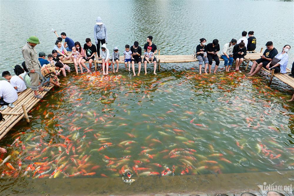 Xuất hiện hồ cá koi 12.000 con mở miễn phí ở Hà Nội, du khách kéo tới check-in-4