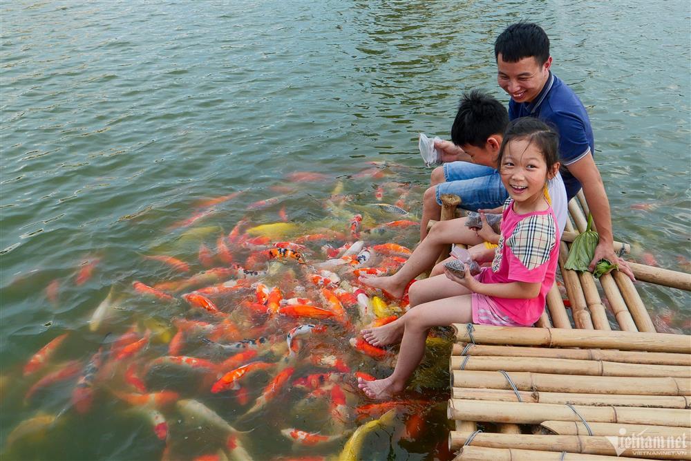 Xuất hiện hồ cá koi 12.000 con mở miễn phí ở Hà Nội, du khách kéo tới check-in-5