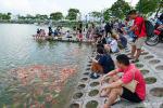 Xuất hiện hồ cá koi 12.000 con mở miễn phí ở Hà Nội, du khách kéo tới check-in