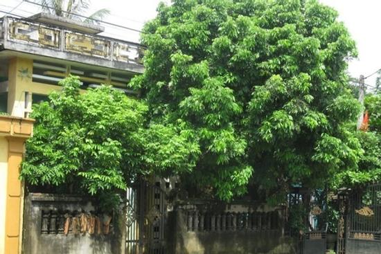 Tại sao không nên trồng cây to trước nhà?