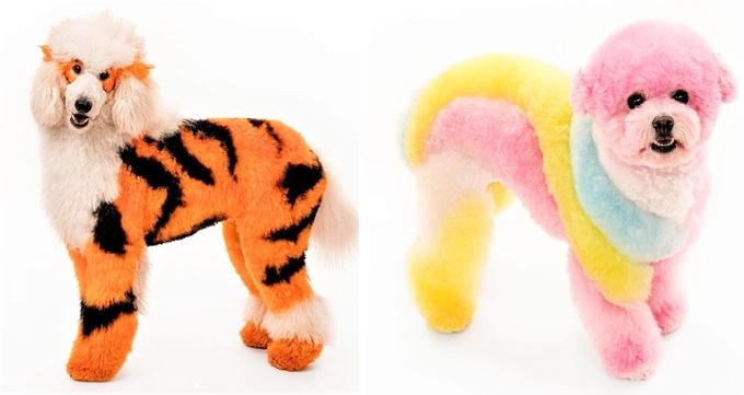 Chàng trai kiếm hơn 30 tỷ đồng/năm chỉ từ 2 cây kéo và một chiếc tông đơ-1