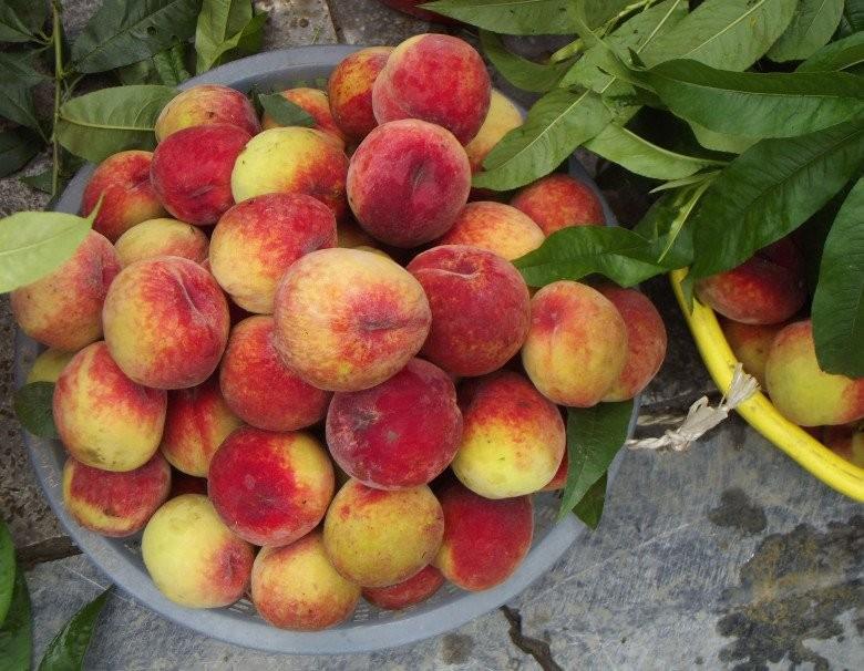 Tết Đoan Ngọ đặt lên bàn thờ 5 loại quả, 6 loại hoa này, gia chủ hưởng lộc, cầu gì được nấy-3