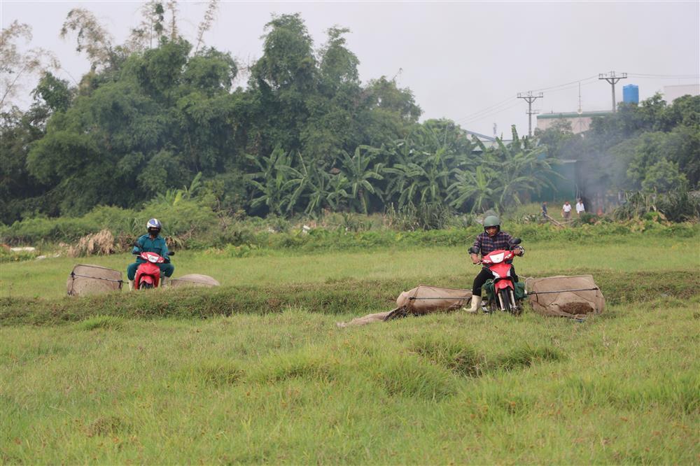 Kiếm tiền triệu mỗi ngày nhờ chạy xe máy săn châu chấu trên cánh đồng-1