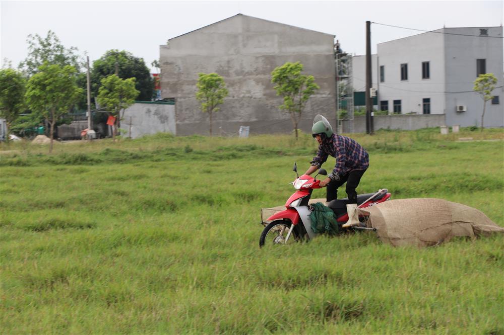 Kiếm tiền triệu mỗi ngày nhờ chạy xe máy săn châu chấu trên cánh đồng-2