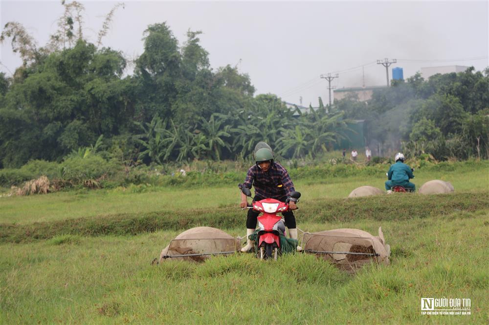Kiếm tiền triệu mỗi ngày nhờ chạy xe máy săn châu chấu trên cánh đồng-3