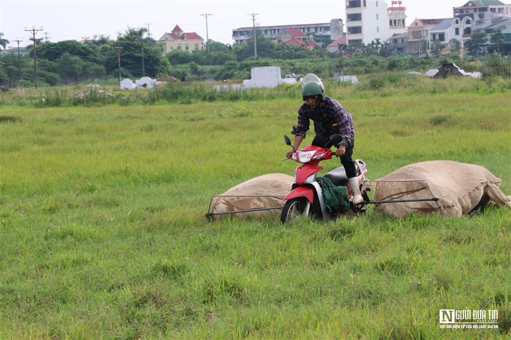 Kiếm tiền triệu mỗi ngày nhờ chạy xe máy săn châu chấu trên cánh đồng-4