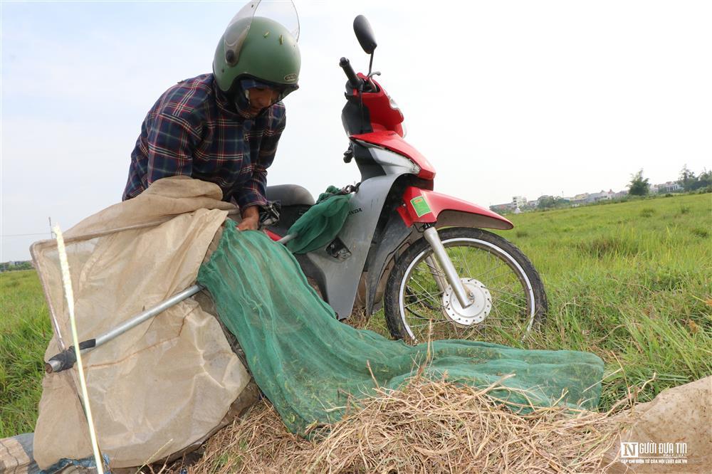 Kiếm tiền triệu mỗi ngày nhờ chạy xe máy săn châu chấu trên cánh đồng-6