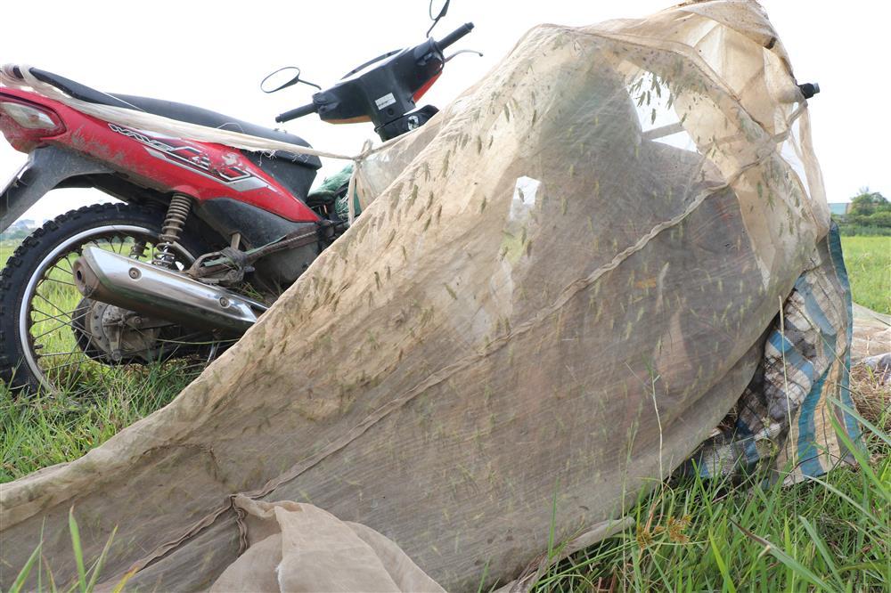 Kiếm tiền triệu mỗi ngày nhờ chạy xe máy săn châu chấu trên cánh đồng-7