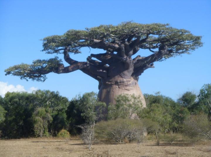 Loài cây kỳ bí có thể trữ 2 tấn nước, đủ cho 4 người dùng nửa năm-1