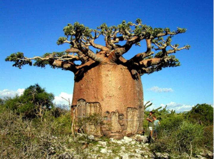 Loài cây kỳ bí có thể trữ 2 tấn nước, đủ cho 4 người dùng nửa năm-2