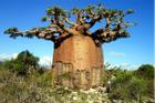 Loài cây kỳ bí có thể trữ 2 tấn nước, đủ cho 4 người dùng nửa năm