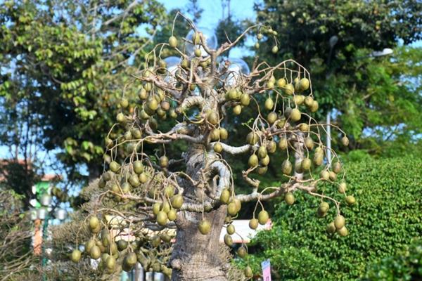 Những cây như khúc củi khô được thổi thêm chi tiết lạ lên ngay tiền tỷ-2