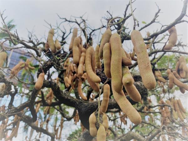 Những cây như khúc củi khô được thổi thêm chi tiết lạ lên ngay tiền tỷ-4