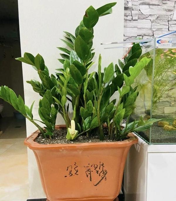 Cây kim tiền hợp với người mệnh nào nhất? Trồng đúng cách tài lộc chỉ có vào mà không ra-1