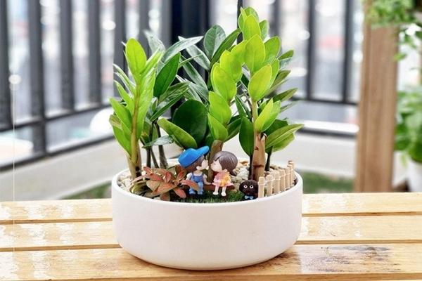 Trước nhà trồng 4 loại cây này cẩn thận tai ương, tiền bạc không vào nhà được-4