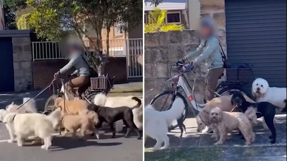 Cô gái đi xe đạp điện dắt theo 7 chú chó gây phẫn nộ-1