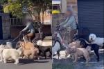 Cô gái đi xe đạp điện dắt theo 7 chú chó gây phẫn nộ