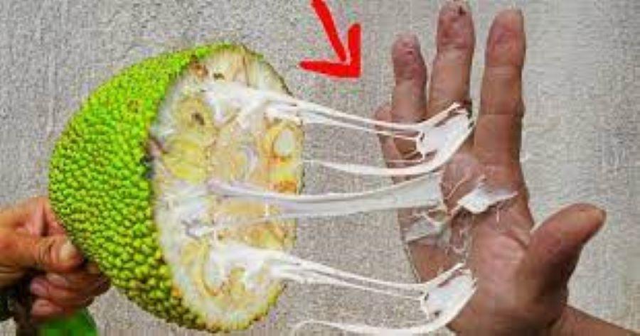 Mẹo siêu chuẩn làm sạch nhựa mít dính vào dao, quần áo và tay cực nhanh-2