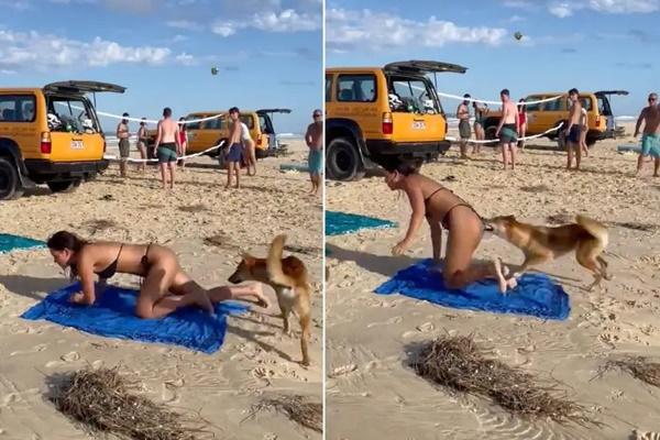 Du khách bị chó hoang cắn khi đang tắm nắng giữa đảo thiên đường-1