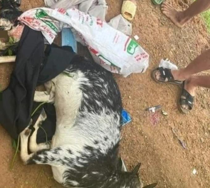 Vụ bắn nhầm dê: Công an huyện Mỹ Đức xin lỗi chủ 2 con dê, hứa bồi thường-2