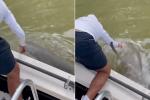 Du khách suýt mất mạng khi bị cá mập cắn tay, kéo xuống nước