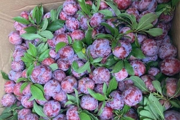 Ai không nên ăn mận?-2