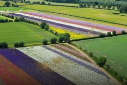 Ngắm cánh đồng hoa giấy rực rỡ sắc màu ở Anh