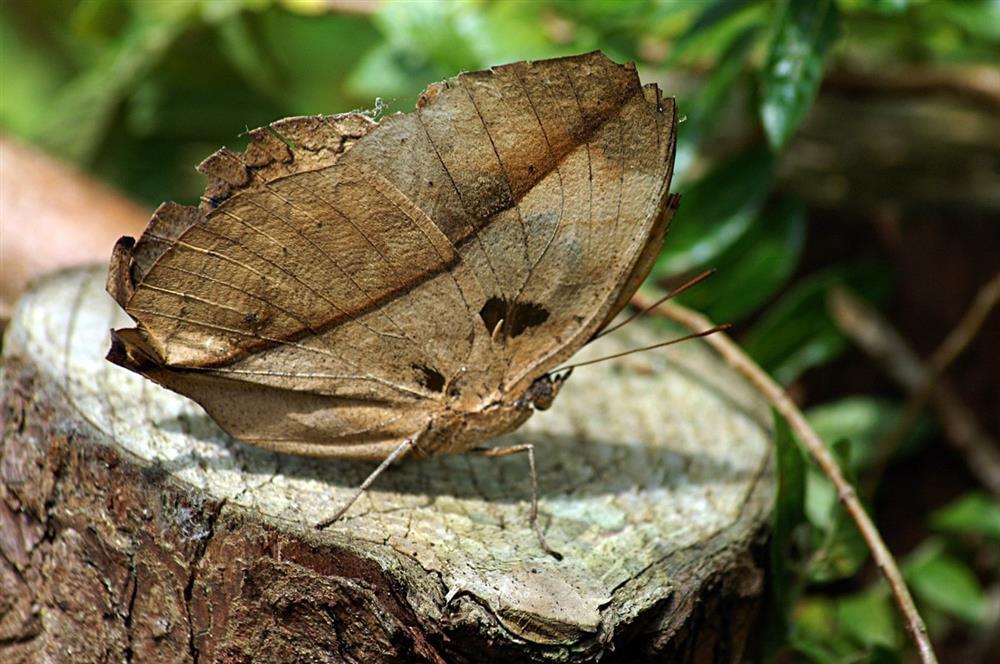 Đi thăm rừng nhiệt đới, du khách giật mình thấy lá khô bay lên từ mặt đất-2