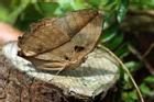 Đi thăm rừng nhiệt đới, du khách giật mình thấy 'lá khô bay lên từ mặt đất'