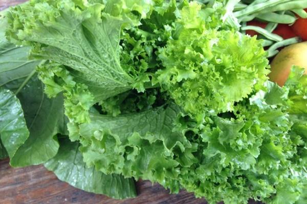 Trồng rau trong thùng xốp có an toàn không?-3