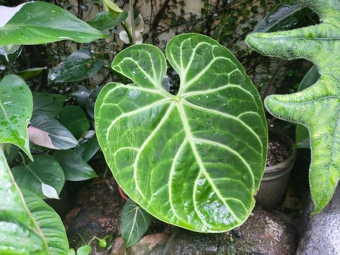 Xin tiền vợ mua lá kiểng độc lạ 25 triệu đồng/lá, chăm cây như con-2