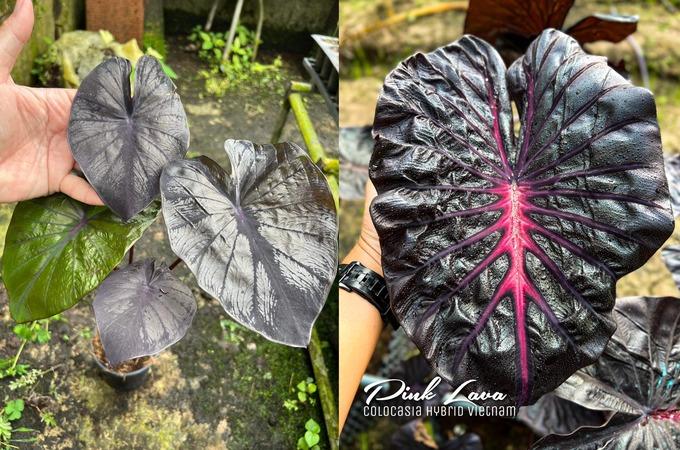 Xin tiền vợ mua lá kiểng độc lạ 25 triệu đồng/lá, chăm cây như con-3