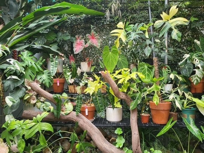 Xin tiền vợ mua lá kiểng độc lạ 25 triệu đồng/lá, chăm cây như con-5