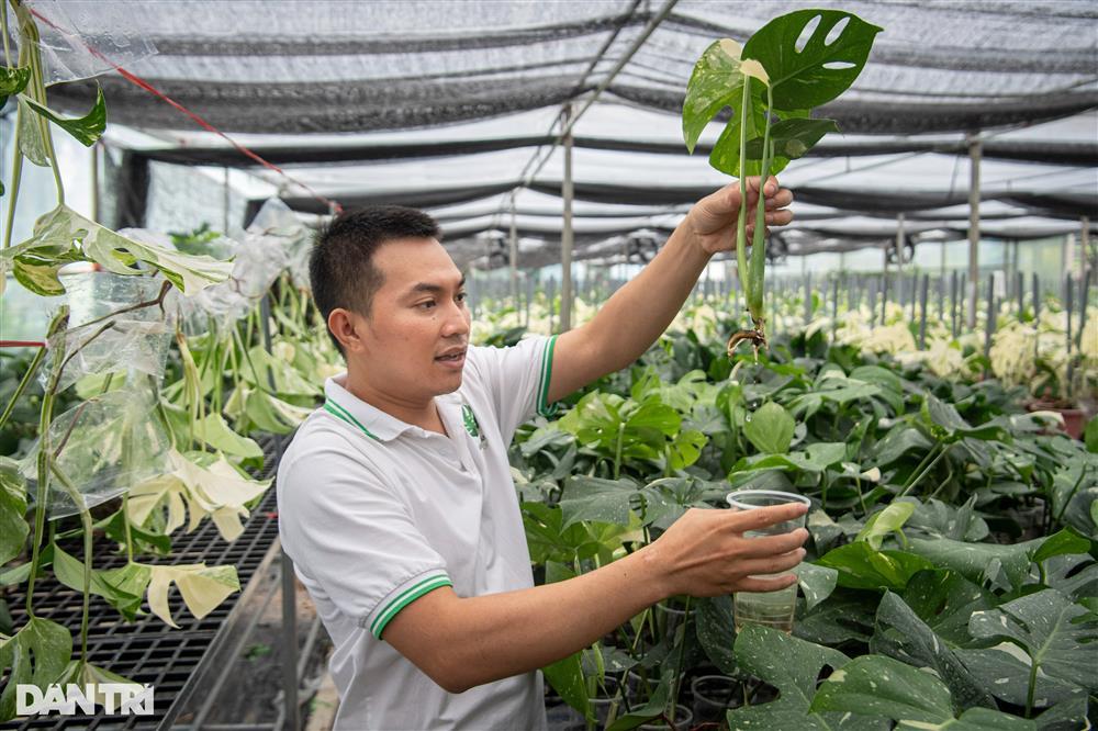 Xin tiền vợ mua lá kiểng độc lạ 25 triệu đồng/lá, chăm cây như con-6