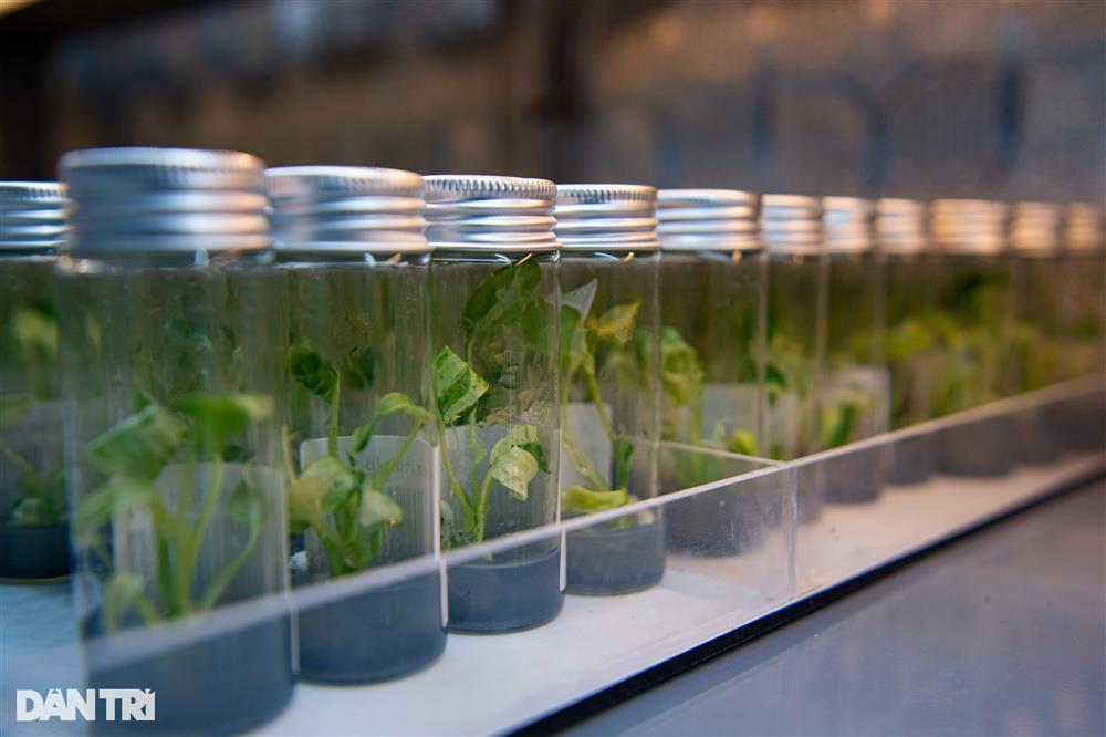 Xin tiền vợ mua lá kiểng độc lạ 25 triệu đồng/lá, chăm cây như con-7