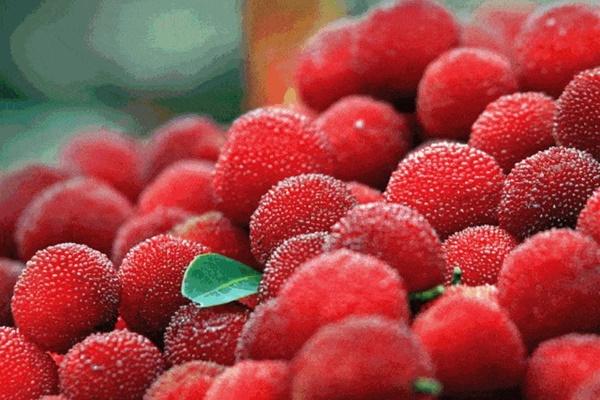 Lá mơ trị bệnh gì?-2