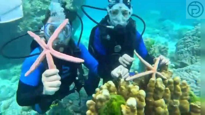 Du khách chạm vào sao biển, làm hại san hô bị bắt, đối mặt án tù 2 năm-2