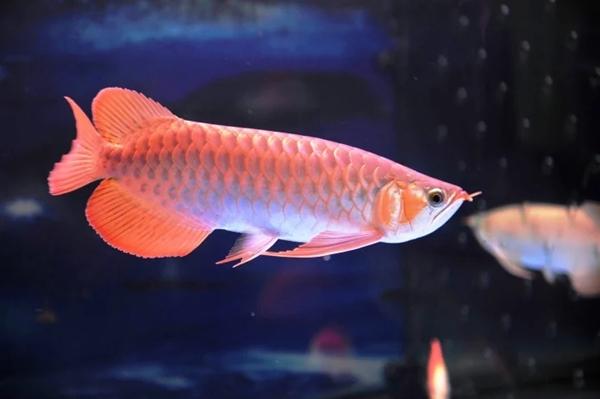 Đặt bể cá cảnh trong nhà có tốt không?-4