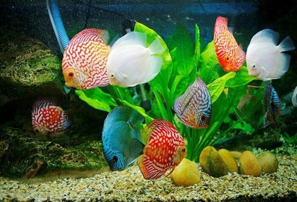Đặt bể cá cảnh trong nhà có tốt không?-5