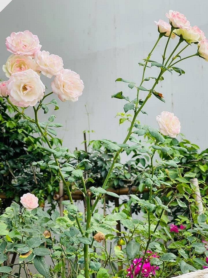 Hoàn tất ly hôn, vợ cũ Shark Bình lập tức mua đất xây làng rộng hơn 5 hecta, đặt tên đặc biệt gây chú ý-10