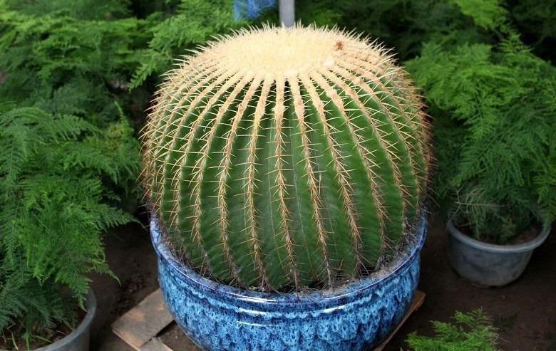 Trước nhà trồng 4 loại cây này cẩn thận tai ương, tiền bạc không vào nhà được-1