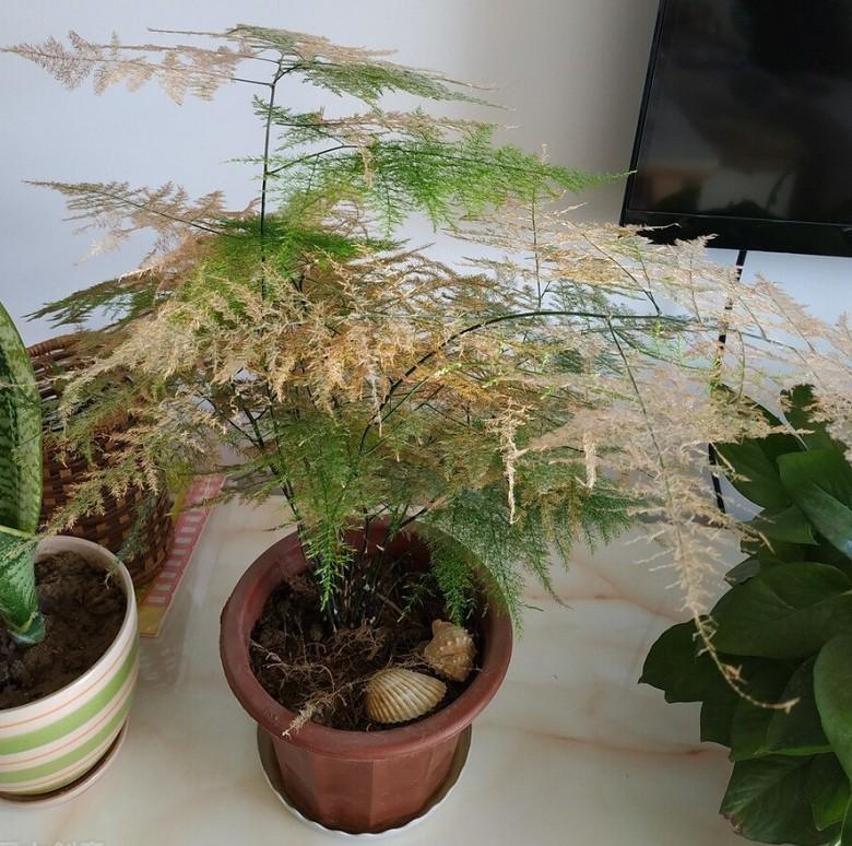 Trước nhà trồng 4 loại cây này cẩn thận tai ương, tiền bạc không vào nhà được-2