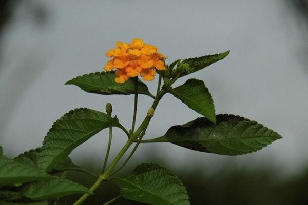 Top 10 cây phong thủy hợp với gia chủ mệnh Mộc-4