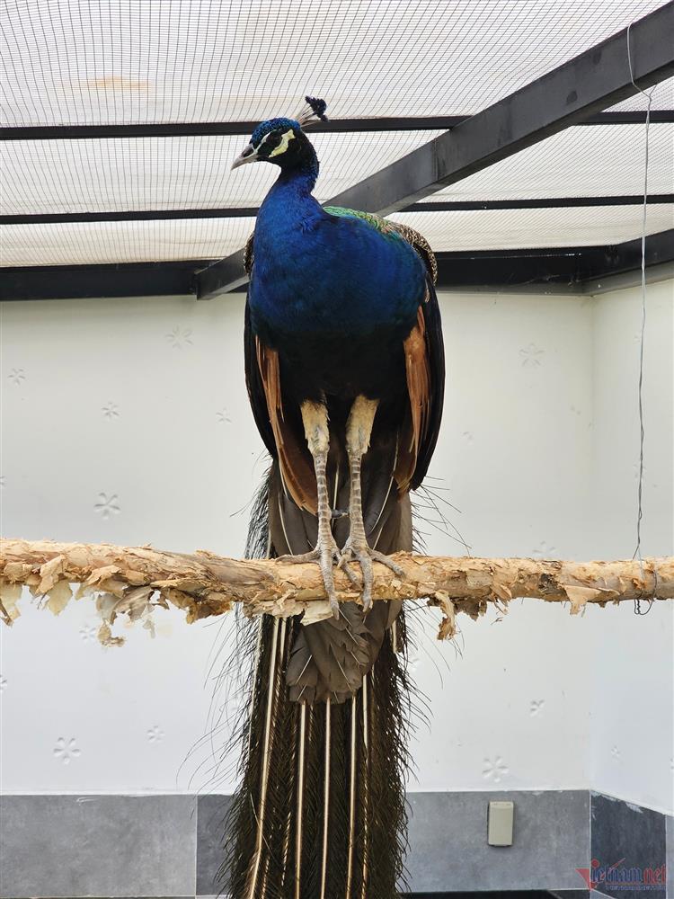 Quách Thành Danh và thú chơi bất động sản độc đáo chưa từng bật mí-7