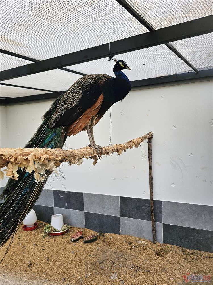 Quách Thành Danh và thú chơi bất động sản độc đáo chưa từng bật mí-8