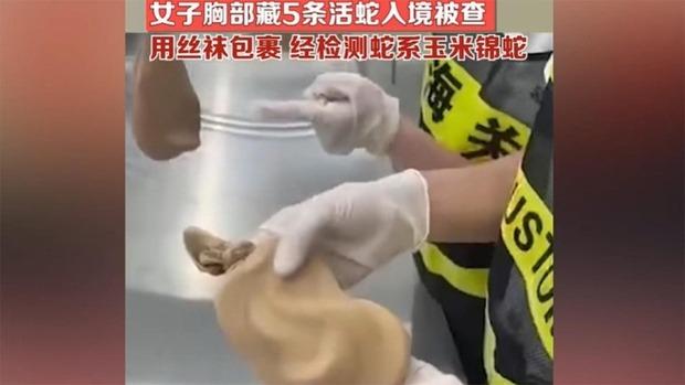 Nữ hành khách giấu 5 con rắn trong ngực khiến nhân viên hải quan ngã ngửa-1