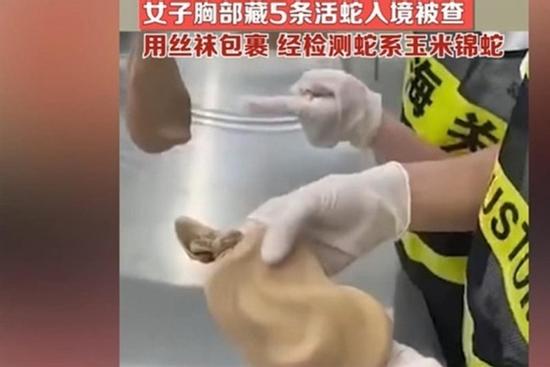 Nữ hành khách giấu 5 con rắn trong ngực khiến nhân viên hải quan ngã ngửa